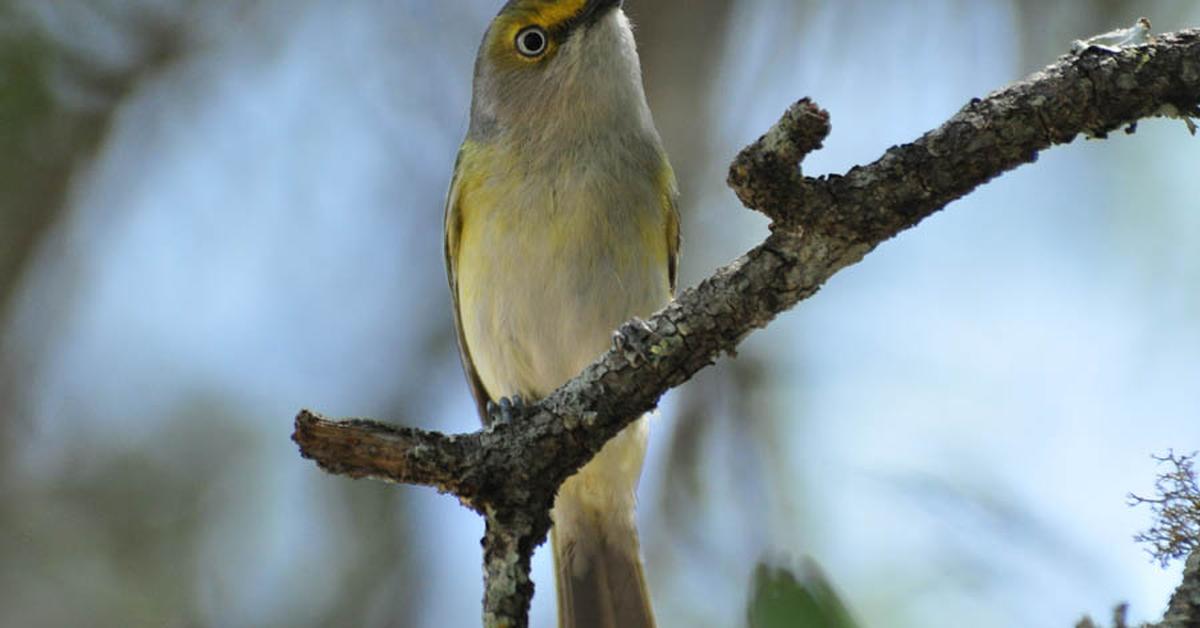 The majestic White-Eyed Vireo, also called Burung Kacamata Putih in Indonesia, in its glory.