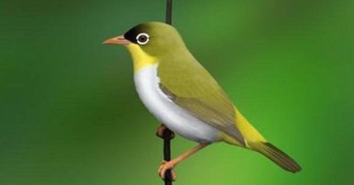 The elegant White-Eyed Vireo (Vireo griseus), a marvel of nature.