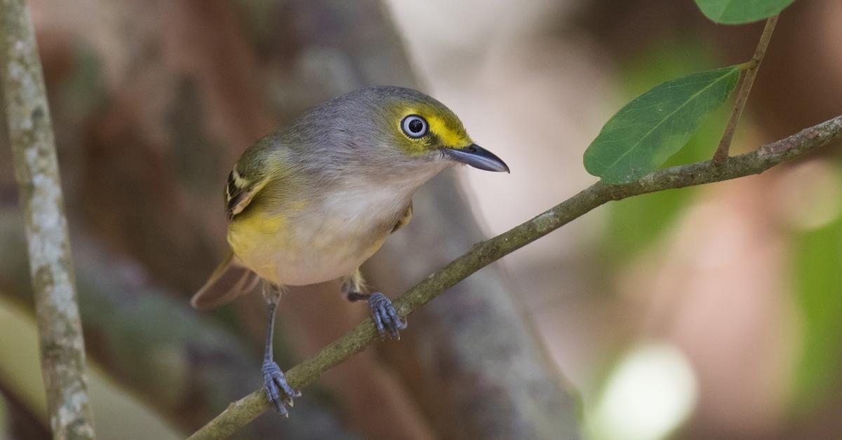 Captured elegance of the White-Eyed Vireo, known in Indonesia as Burung Kacamata Putih.