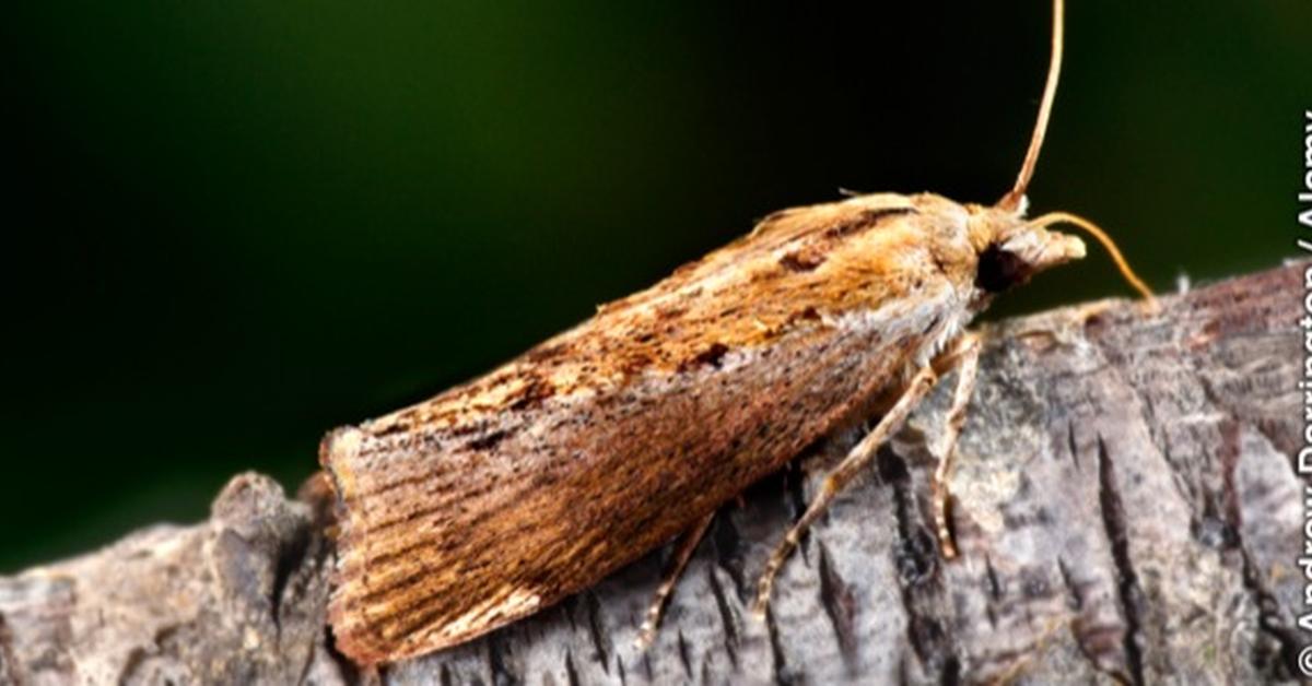 Striking appearance of the Wax Moth, known in scientific circles as Galleria mellonella.