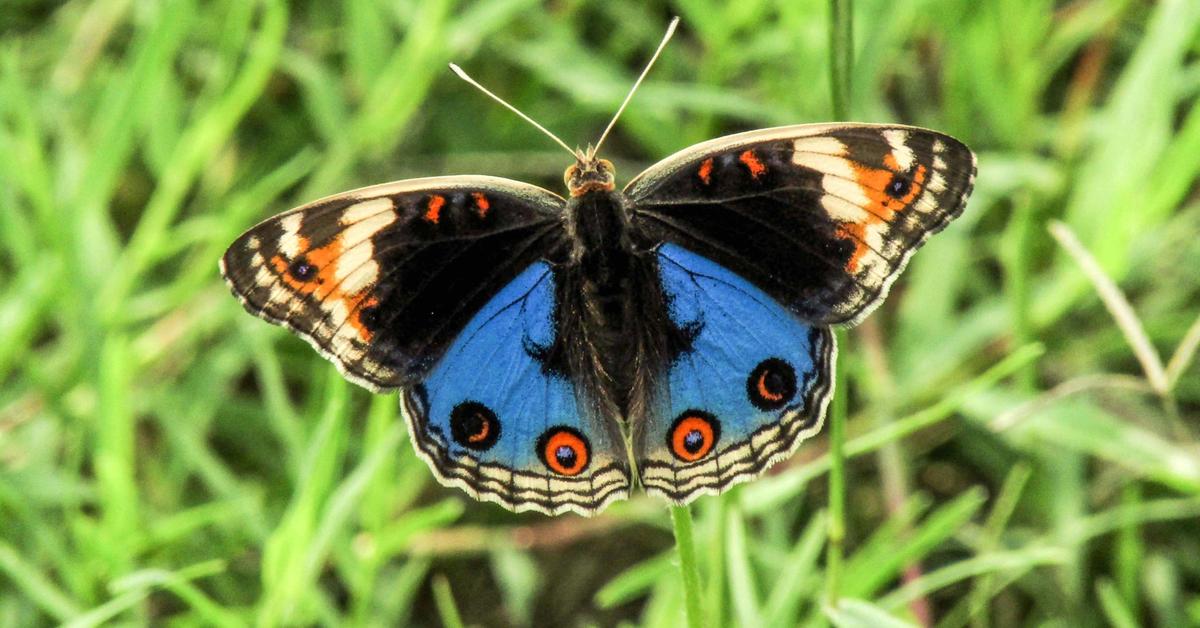 Engaging shot of the Winter Moth, recognized in Indonesia as Kupu-kupu Musim Dingin.