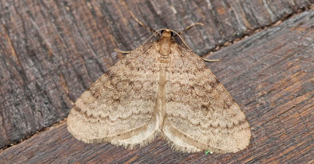 Enchanting Winter Moth, a species scientifically known as Operophtera brumata.