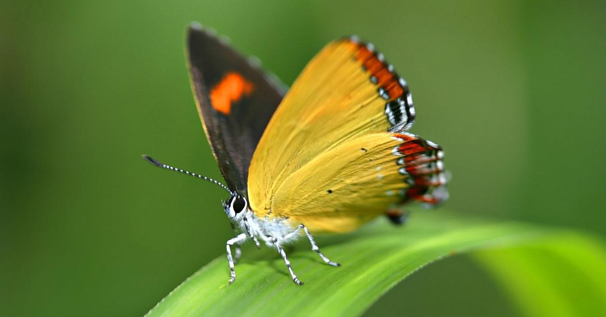 Visual of Winter Moth, or Kupu-kupu Musim Dingin in Indonesian, showcasing its beauty.