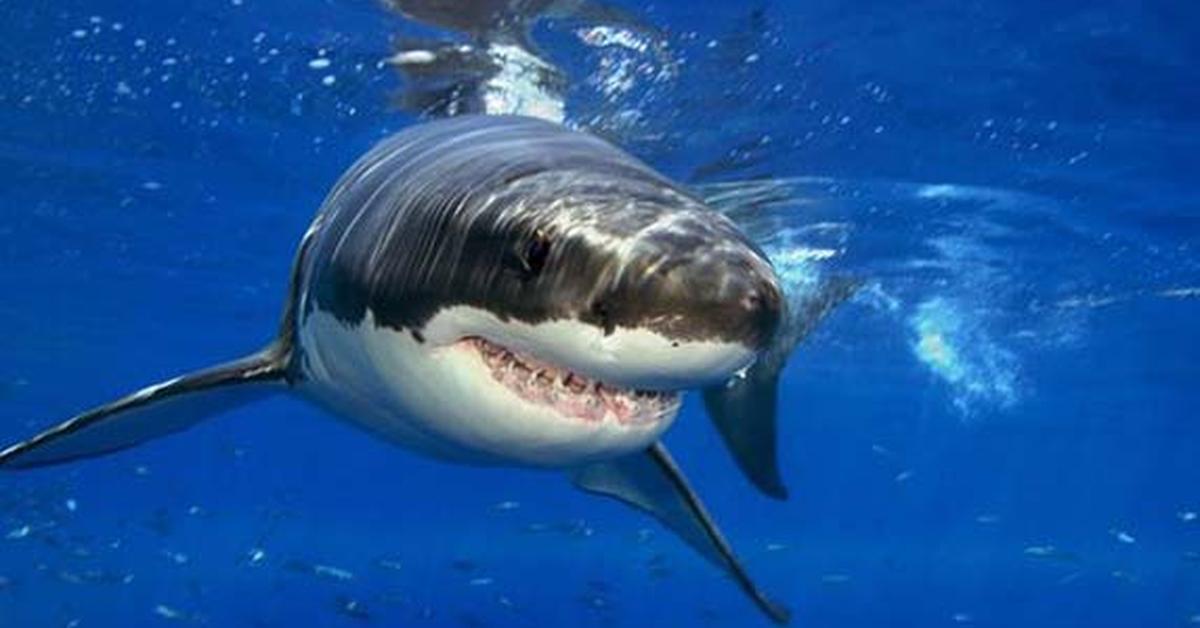 Dynamic image of the White Shark, popularly known in Indonesia as Hiu Putih.