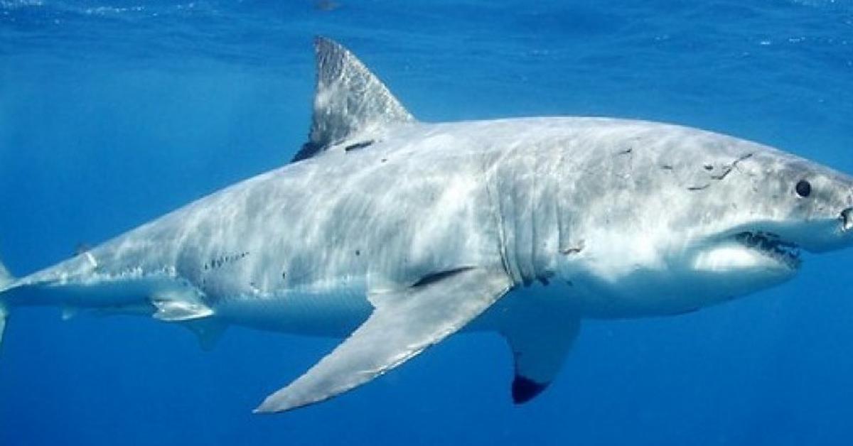 Visual of White Shark, or Hiu Putih in Indonesian, showcasing its beauty.