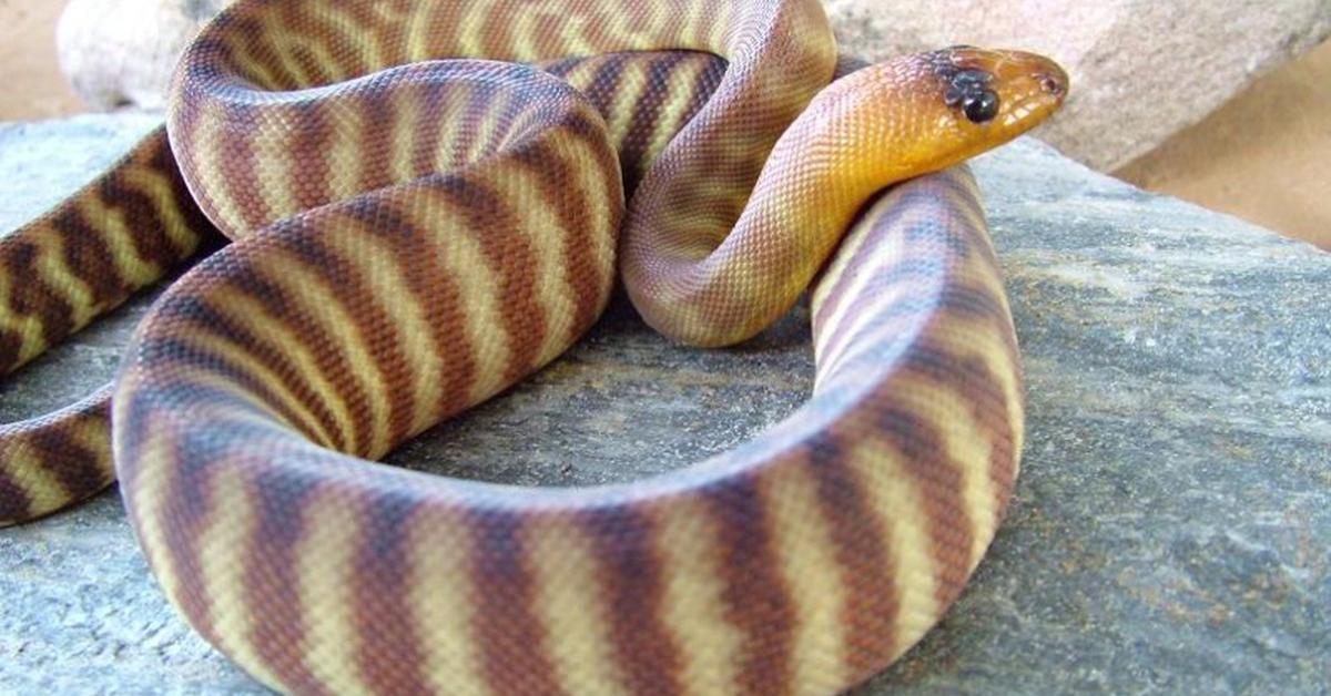 Stunning depiction of Woma Python, also referred to as A. ramsayi.