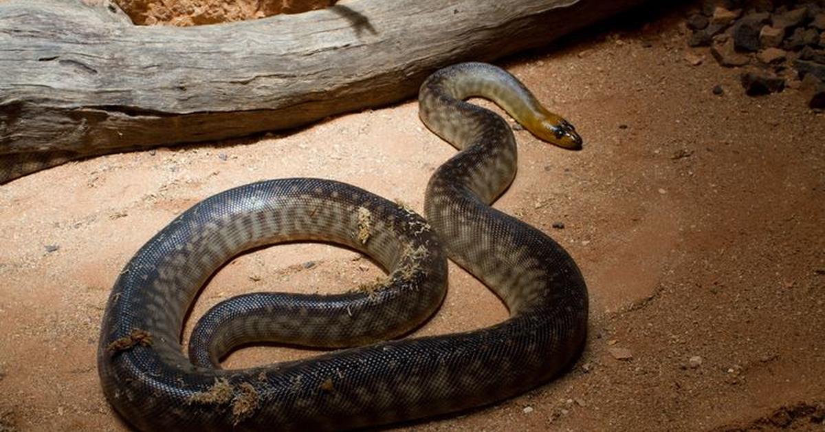 Enchanting Woma Python, a species scientifically known as A. ramsayi.