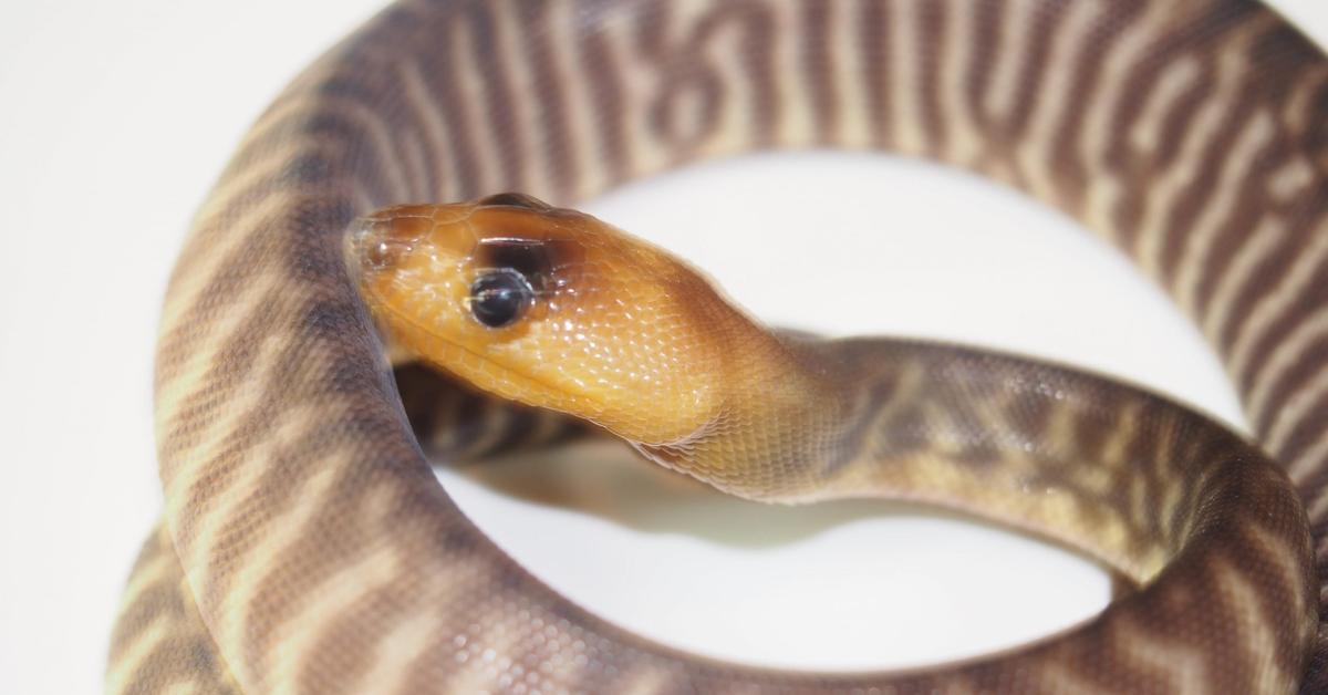 Enchanting Woma Python, a species scientifically known as A. ramsayi.