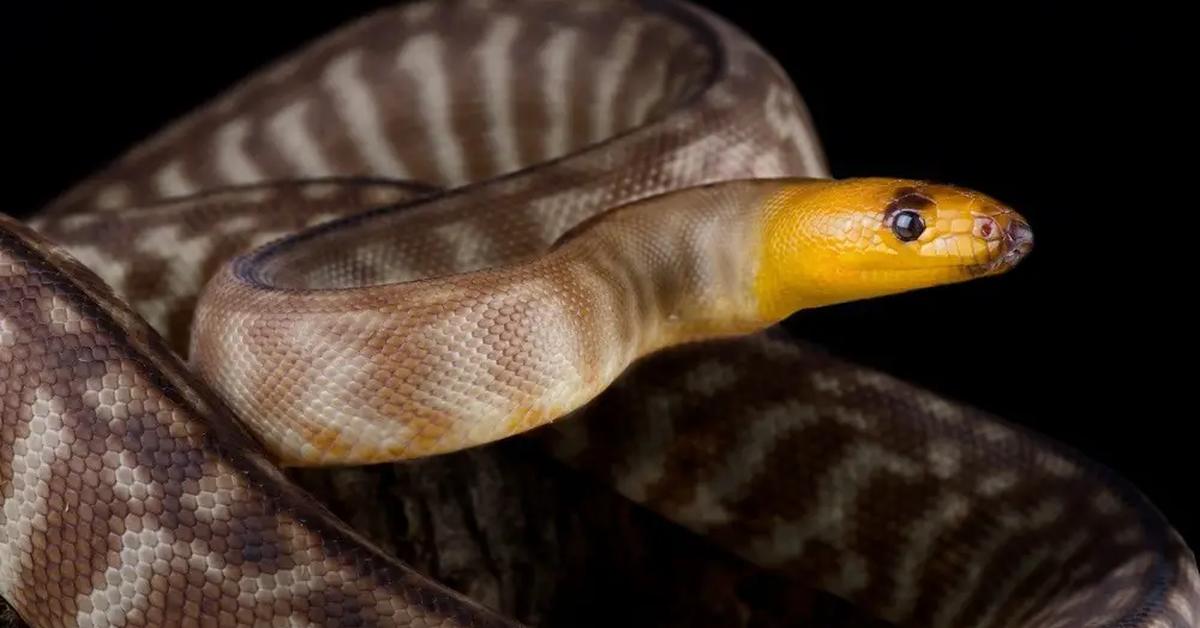 The Woma Python, a beautiful species also known as Piton Woma in Bahasa Indonesia.