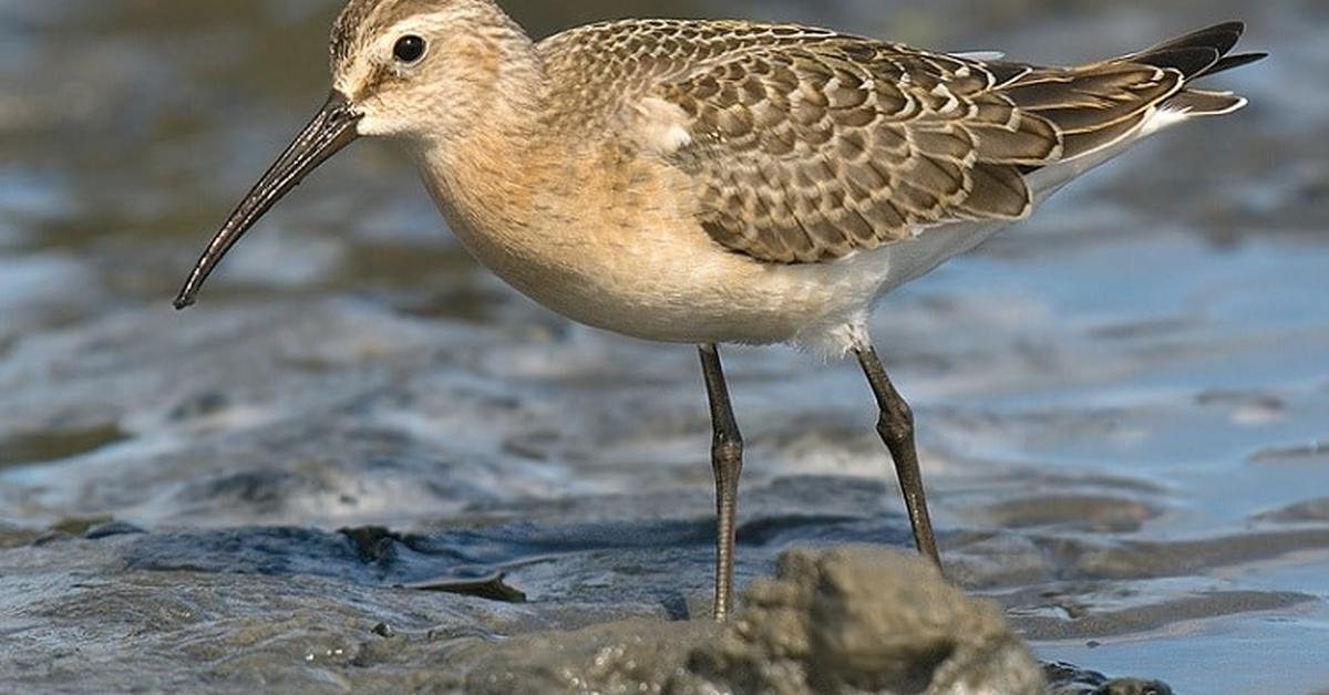 Visual representation of the Whimbrel, recognized in Indonesia as Burung Kedidi.