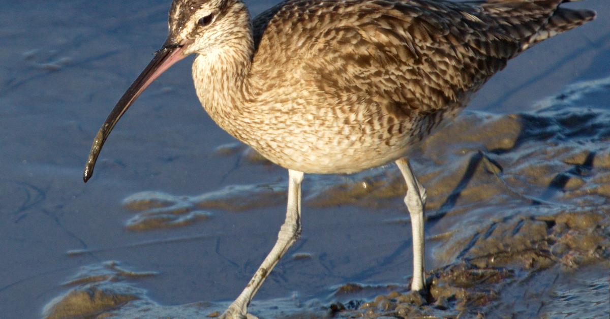 Vivid image of the Whimbrel, or Burung Kedidi in Indonesian context.