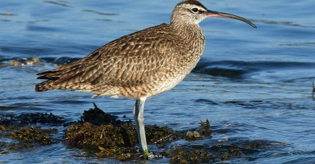 Picture of Whimbrel, known in Indonesia as Burung Kedidi.