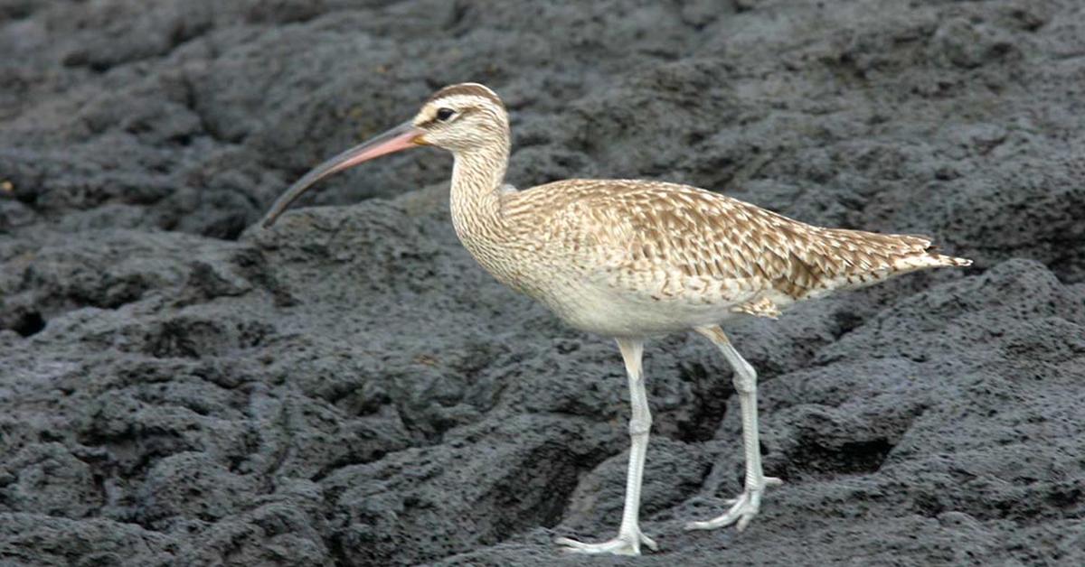 The elegant Whimbrel (Numenius phaeopus), a marvel of nature.