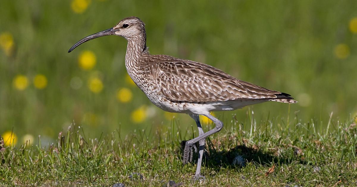 Visual representation of the Whimbrel, recognized in Indonesia as Burung Kedidi.