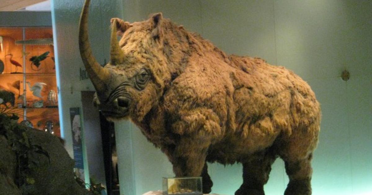 Photograph of the unique Woolly Rhinoceros, known scientifically as †Coelodonta antiquitatis.