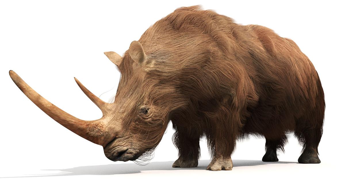 Insightful look at the Woolly Rhinoceros, known to Indonesians as Badak Berbulu.