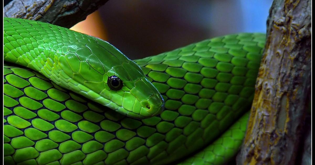 Exquisite image of Western Green Mamba, in Indonesia known as Mamba Hijau Barat.