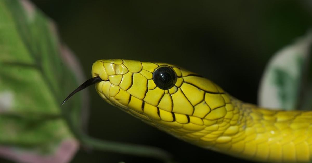 Charming view of the Western Green Mamba, in Indonesia referred to as Mamba Hijau Barat.