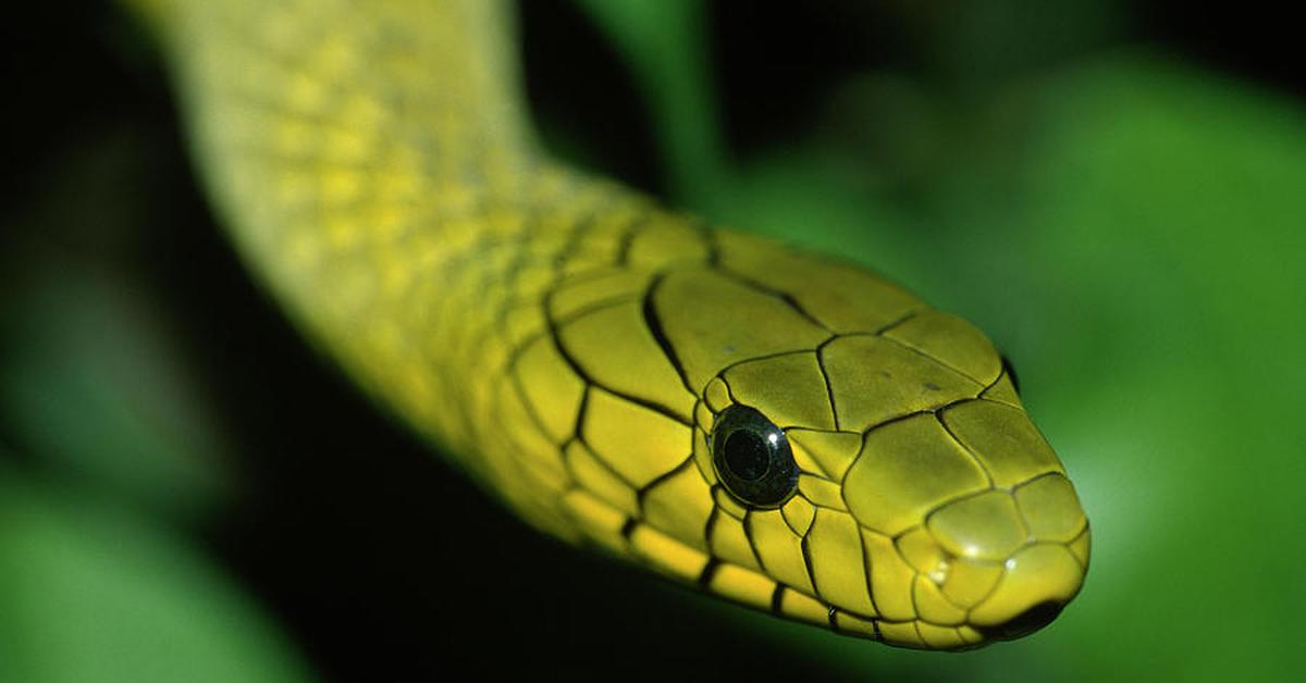 Photograph of the unique Western Green Mamba, known scientifically as Dendroaspis viridis.
