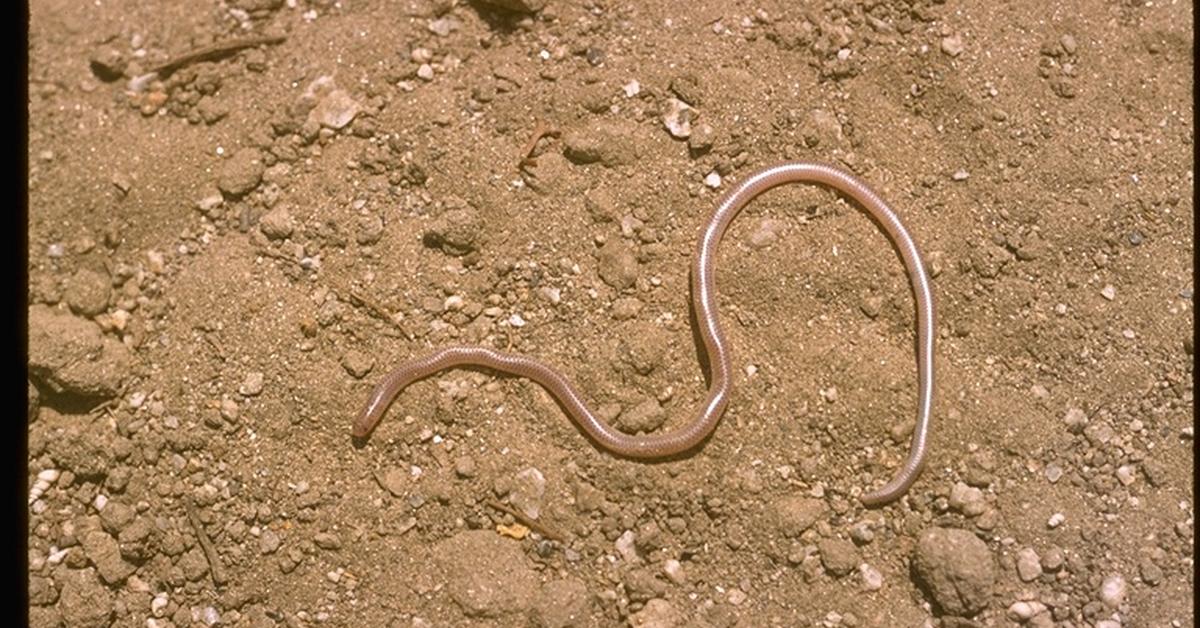 Dynamic image of the Western Blind Snake, popularly known in Indonesia as Ular Buta Barat.