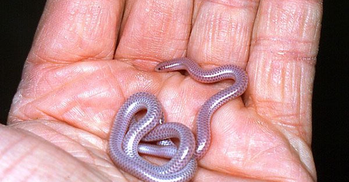 The alluring Western Blind Snake, commonly referred to as Ular Buta Barat in Bahasa Indonesia.