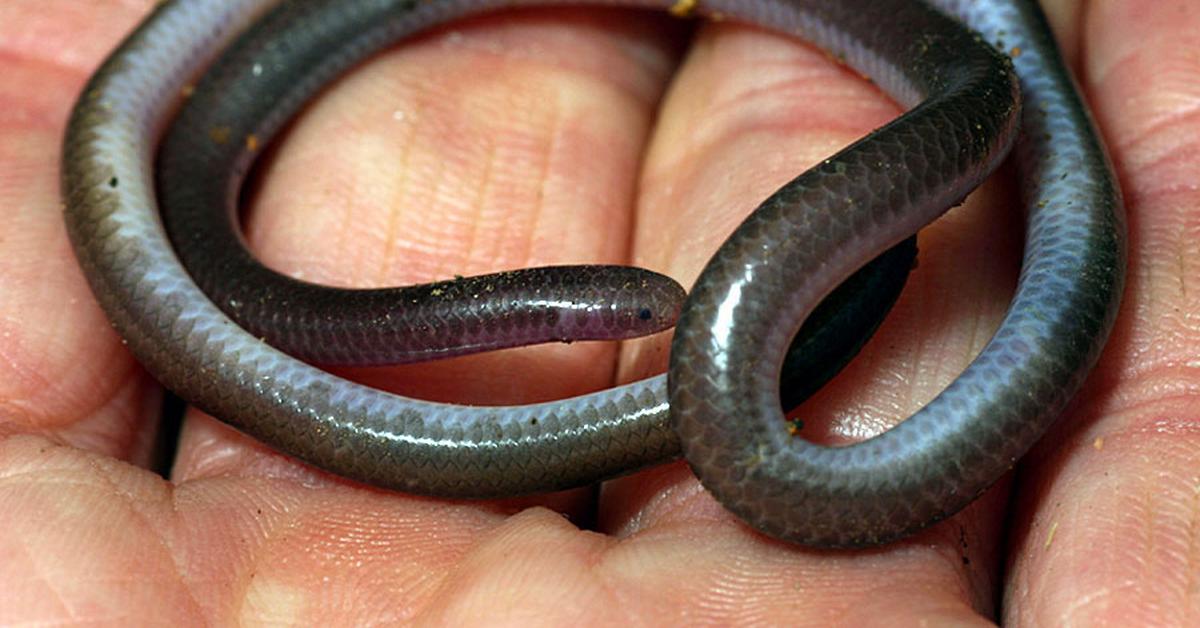 Striking appearance of the Western Blind Snake, known in scientific circles as Rena humilis.