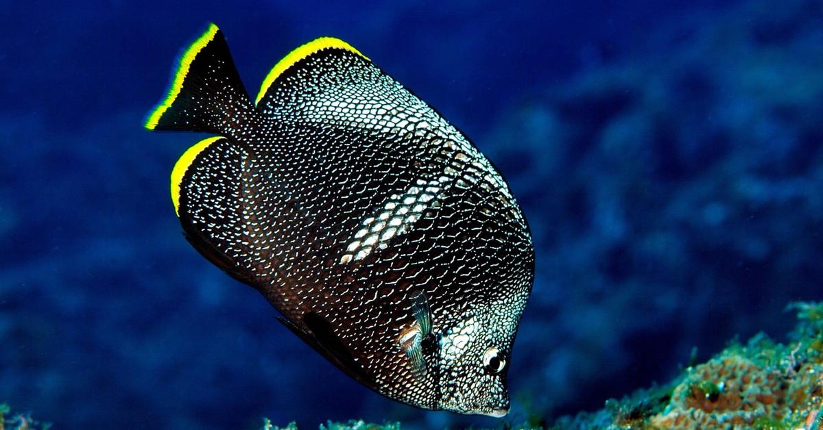 Distinctive Wrought Iron Butterflyfish, in Indonesia known as Ikan Kupu-kupu Besi Tempa, captured in this image.