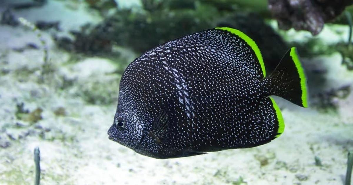 Exquisite image of Wrought Iron Butterflyfish, in Indonesia known as Ikan Kupu-kupu Besi Tempa.