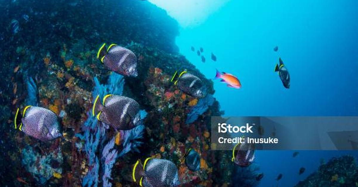 Enchanting Wrought Iron Butterflyfish, a species scientifically known as Chaetodon daedalma.