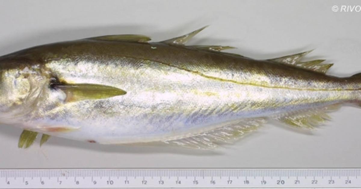 Captured beauty of the Whiting, or Merlangius merlangus in the scientific world.