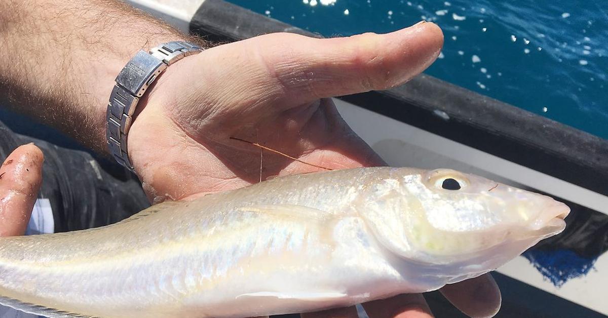 The Whiting, a beautiful species also known as Ikan Whiting in Bahasa Indonesia.