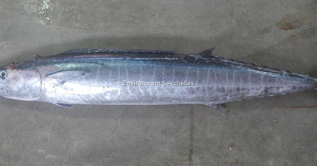 Captured elegance of the Wahoo Fish, known in Indonesia as Ikan Wahoo.