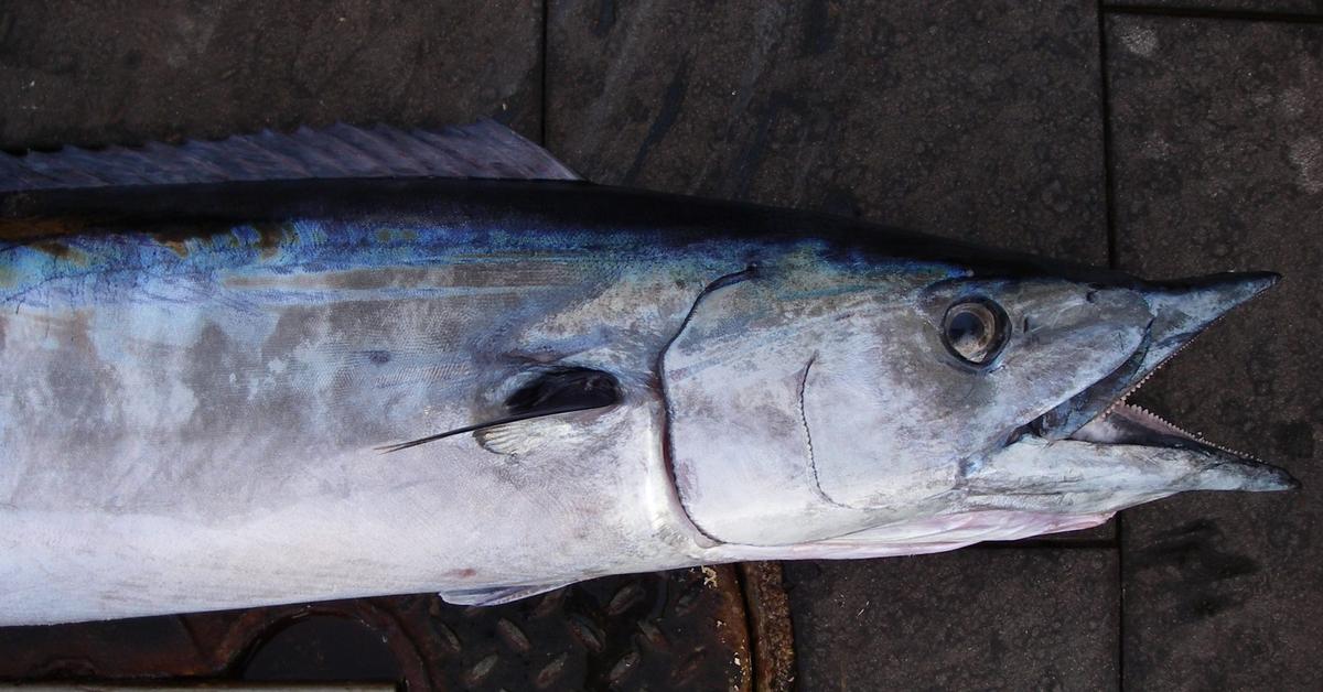 Elegant portrayal of the Wahoo Fish, also known as Acanthocybium solandri.