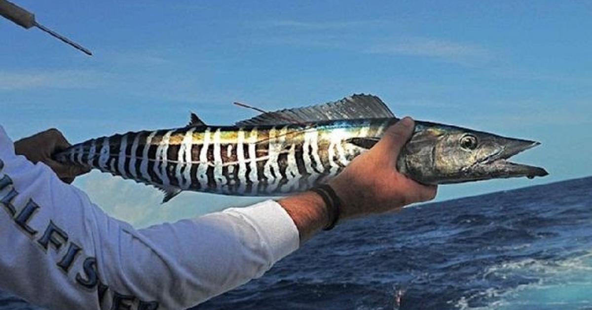 Close-up view of the Wahoo Fish, known as Ikan Wahoo in Indonesian.