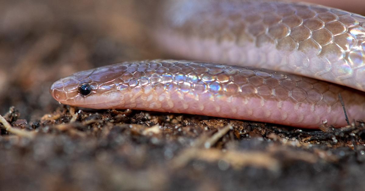 Visual of Worm Snake, or Ular Cacing in Indonesian, showcasing its beauty.