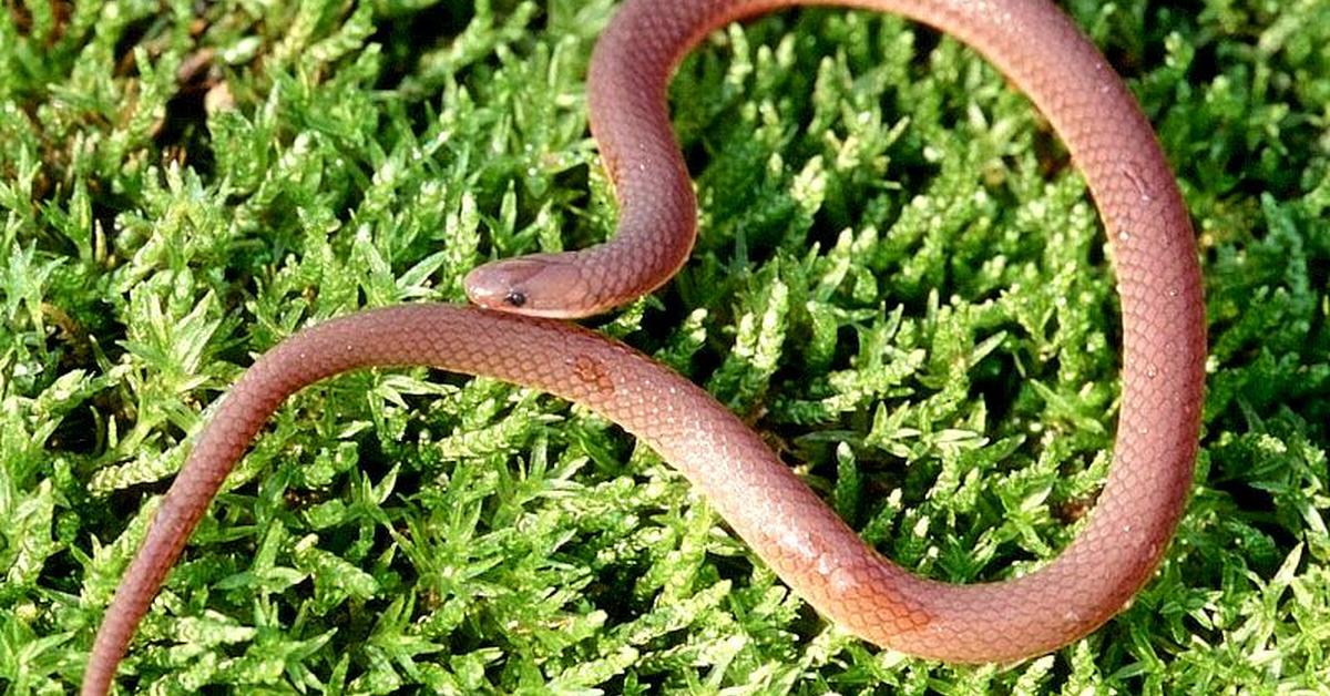 Charming view of the Worm Snake, in Indonesia referred to as Ular Cacing.