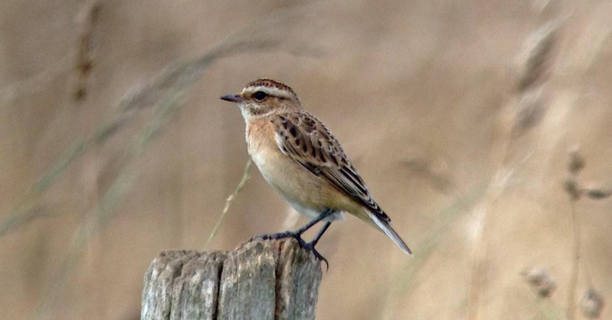 Close-up view of the Whinchat, known as Burung Cakrak Dada Kuning in Indonesian.