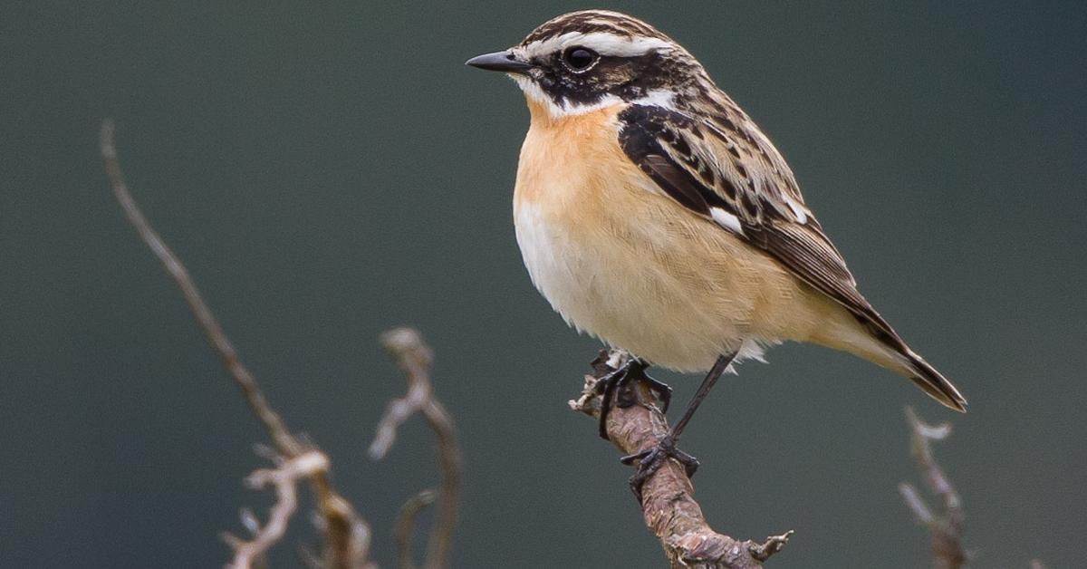 A look at the Whinchat, also recognized as Burung Cakrak Dada Kuning in Indonesian culture.