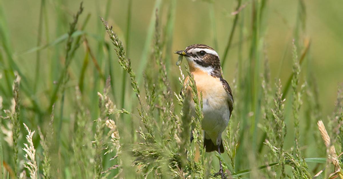 The majestic Whinchat, also called Burung Cakrak Dada Kuning in Indonesia, in its glory.