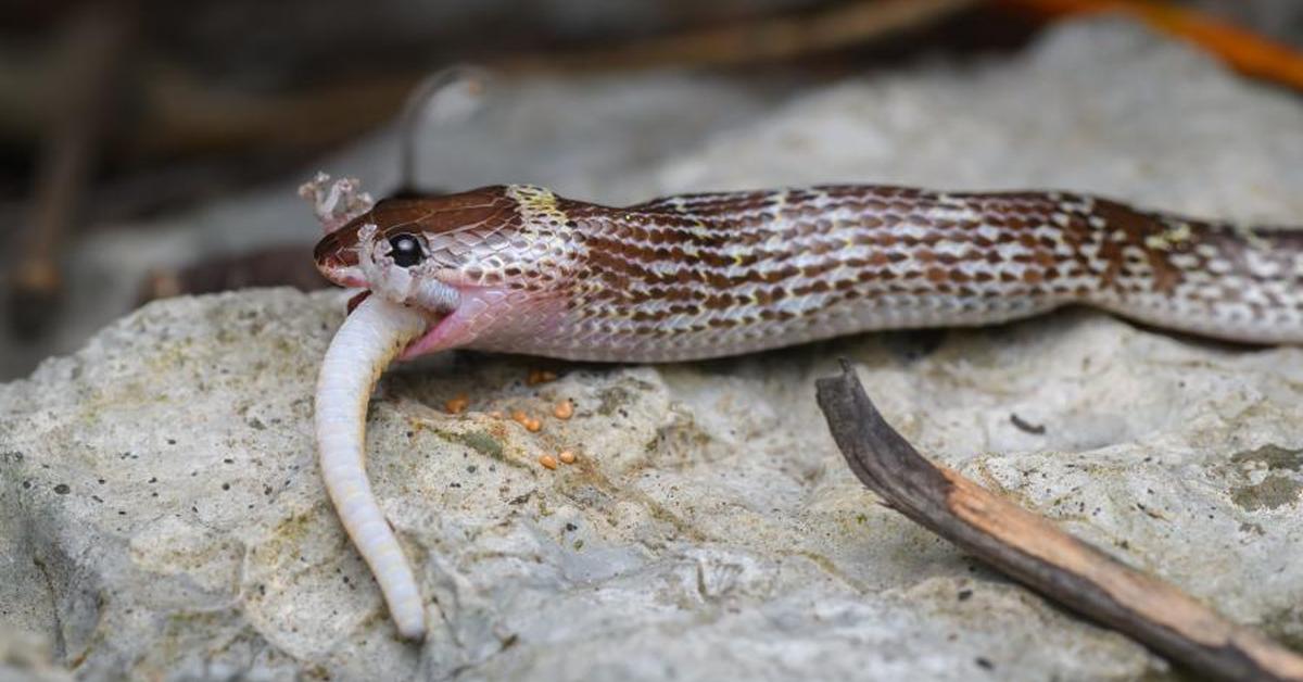 The elegant Wolf Snake (Lycodon capucinus), a marvel of nature.