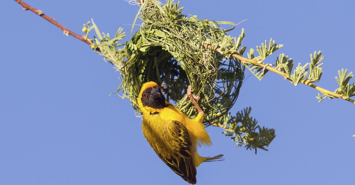 Captivating view of the Weaver Bird, known in Bahasa Indonesia as Burung Tukang Sarang.