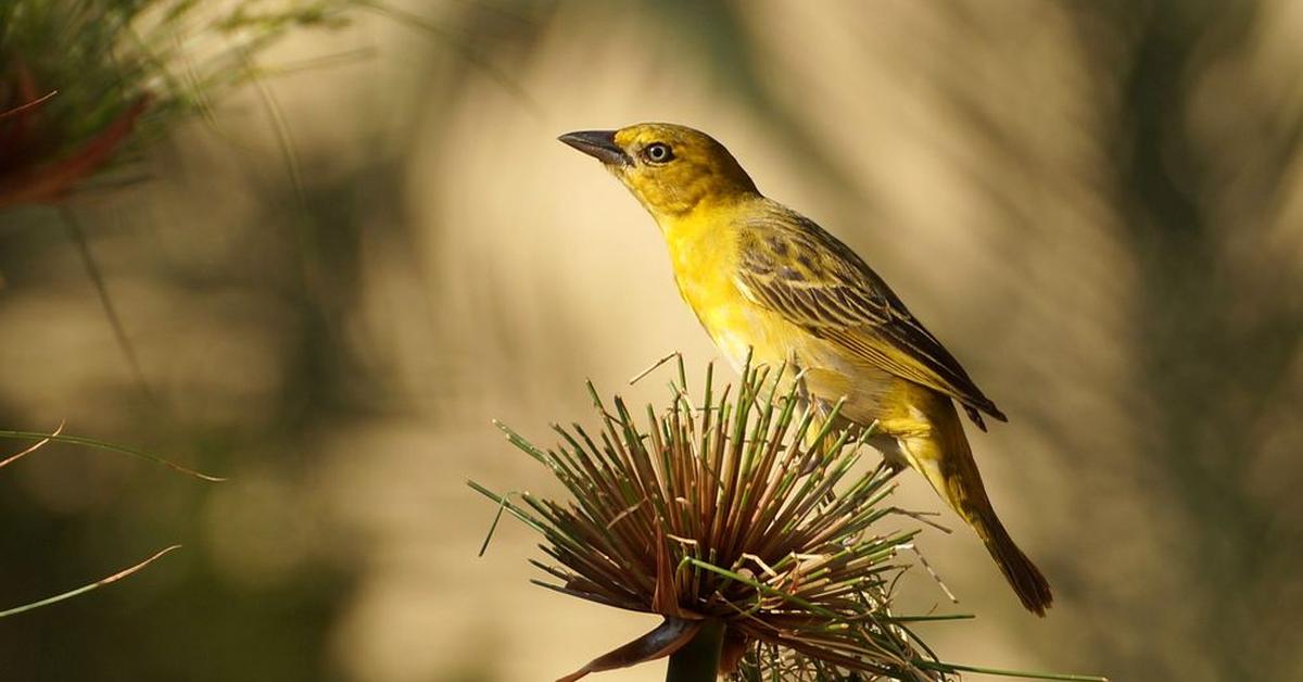 Captivating presence of the Weaver Bird, a species called Ploceus cucullatus.