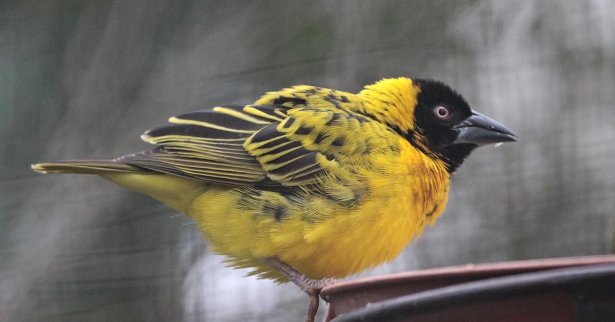 Stunning depiction of Weaver Bird, also referred to as Ploceus cucullatus.