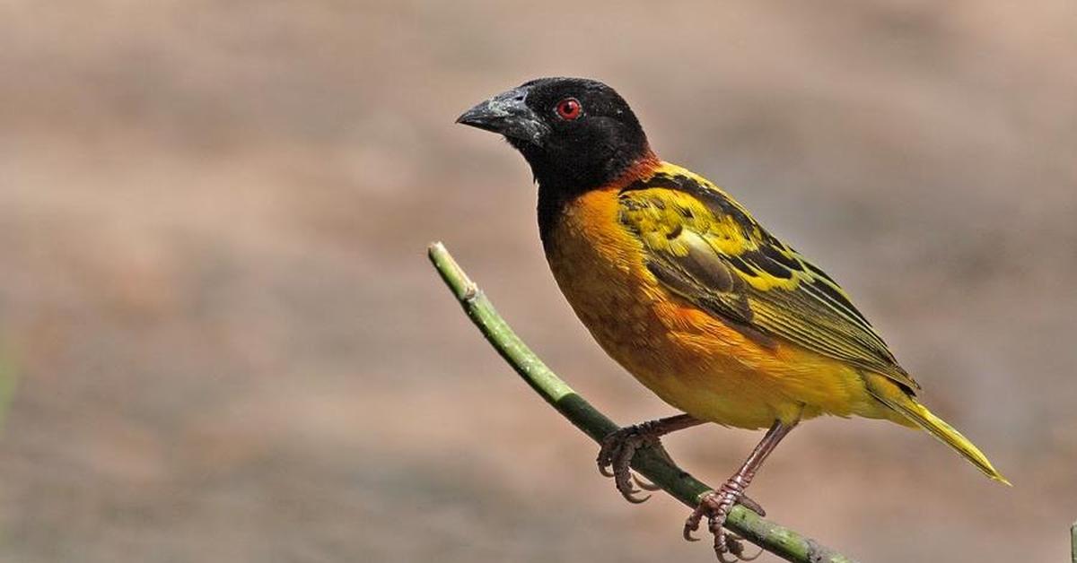 The fascinating Weaver Bird, scientifically known as Ploceus cucullatus.