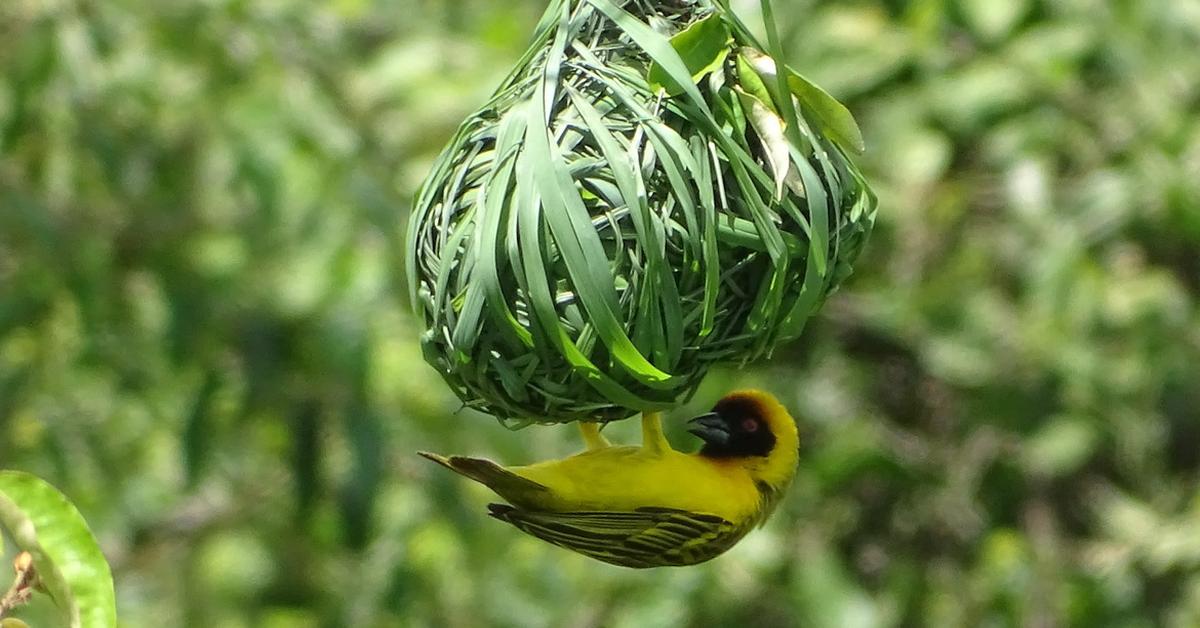 Image of the Weaver Bird (Ploceus cucullatus), popular in Indonesia as Burung Tukang Sarang.