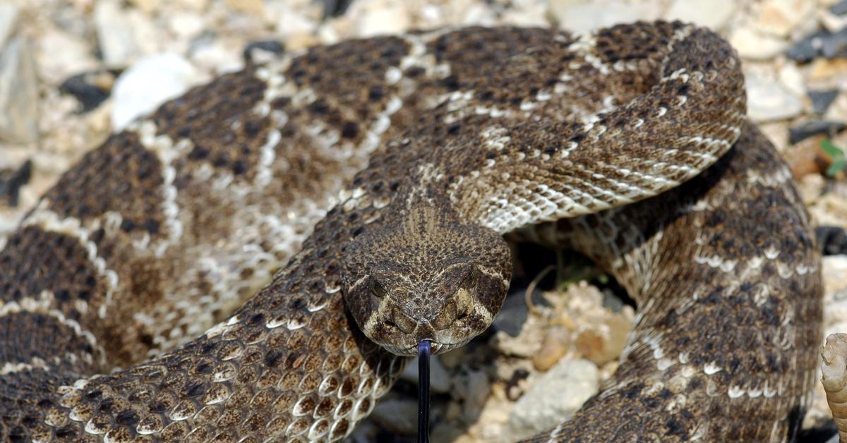 Close-up view of the Western Diamondback Rattlesnake, known as Ular Berduri Berlian Barat in Indonesian.