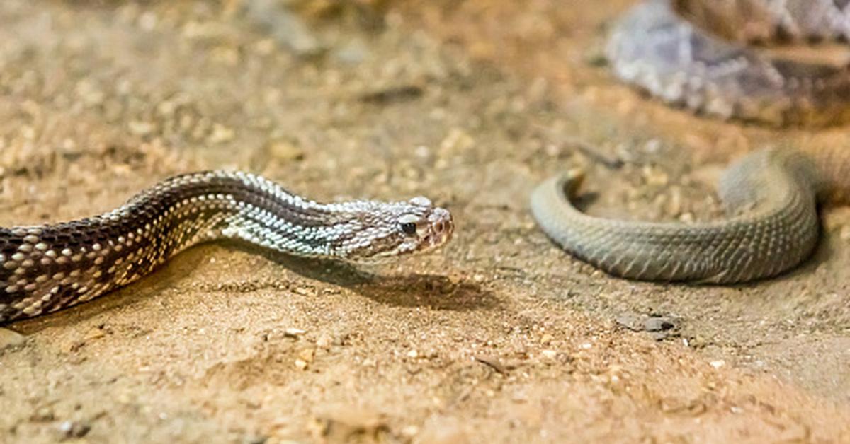 Elegant portrayal of the Western Diamondback Rattlesnake, also known as Crotalus atrox.