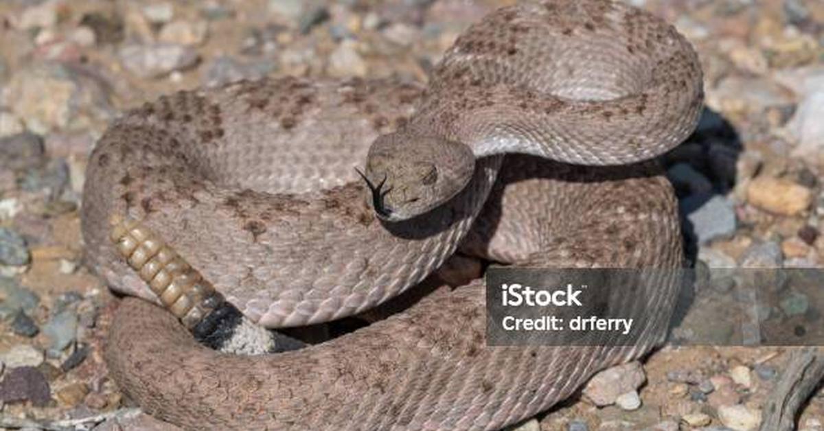 Natural elegance of the Western Diamondback Rattlesnake, scientifically termed Crotalus atrox.