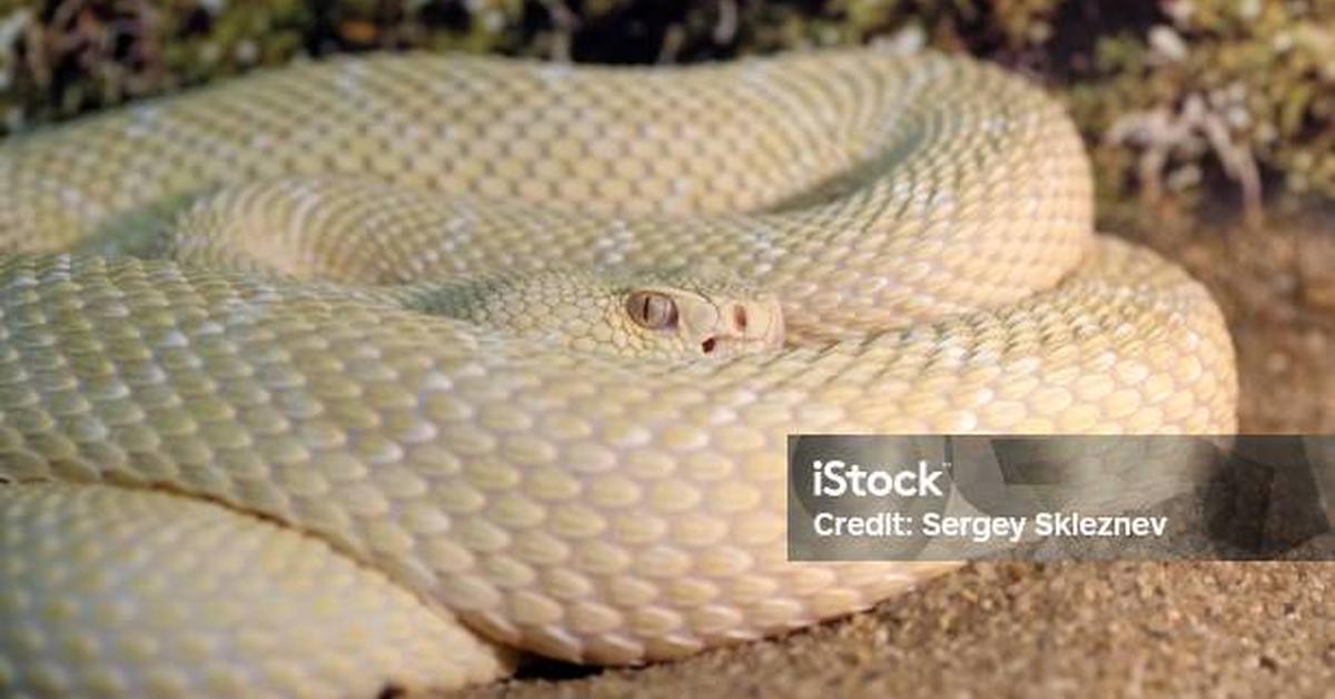 A look at the Western Diamondback Rattlesnake, also recognized as Ular Berduri Berlian Barat in Indonesian culture.