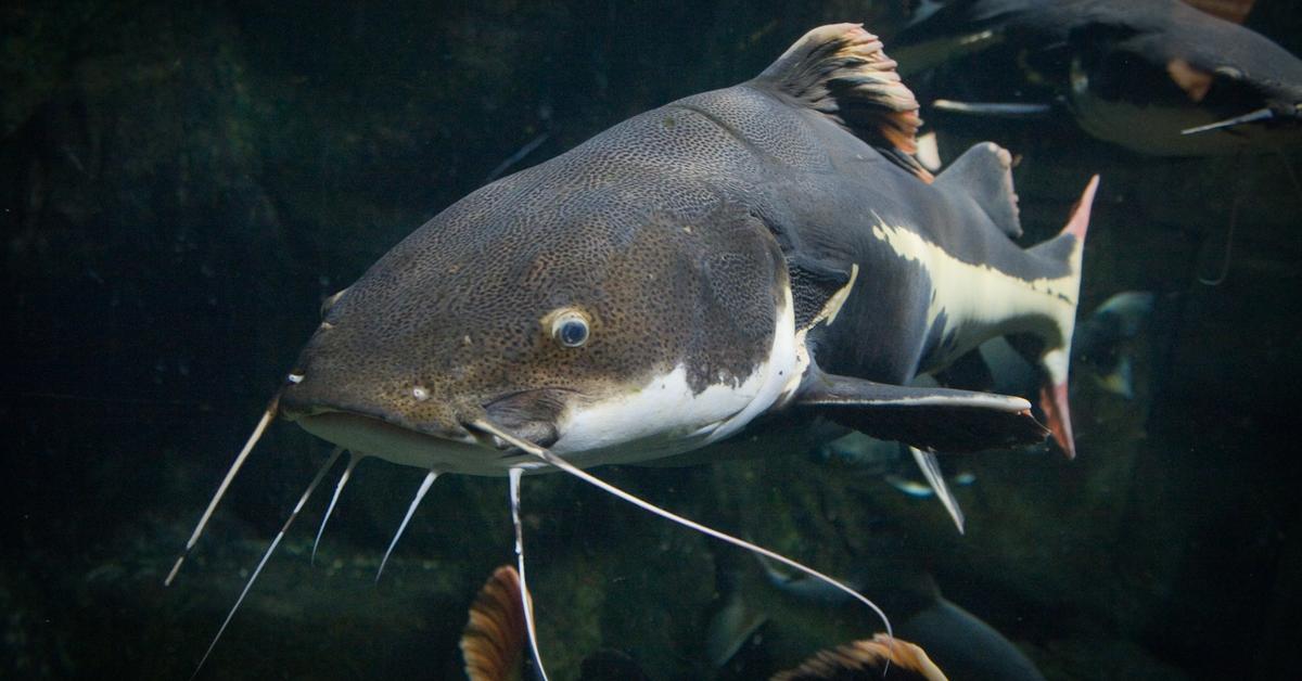 Graceful Wels Catfish, a creature with the scientific name Silurus glanis.